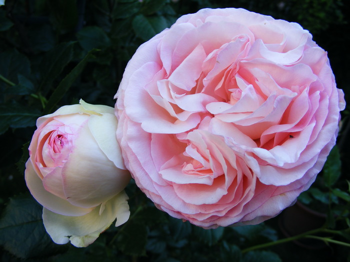 EDEN_ROSE_10_iunie_2010 047