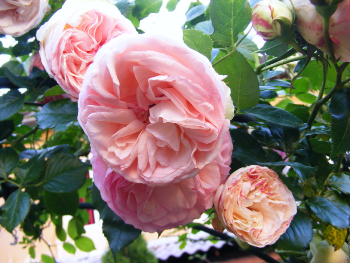 EDEN_ROSE_10_iunie_2010 050