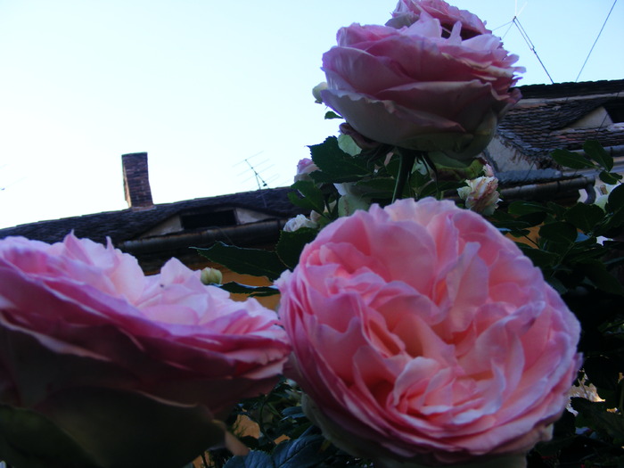 EDEN_ROSE_10_iunie_2010 054