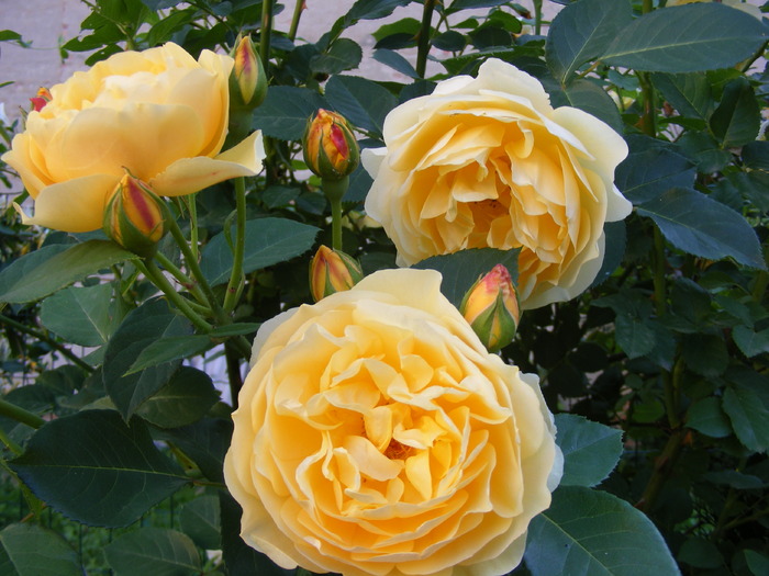 GRAHAM_THOMAS_10_iunie_2010 016