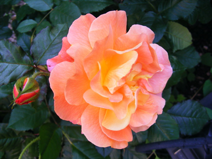 ORANGE_SUNSET_10_iunie_2010 075