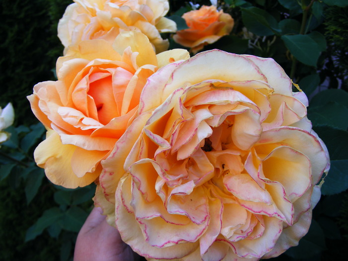 SOPHIA_RENAISSANCE_10_iunie_2010 044