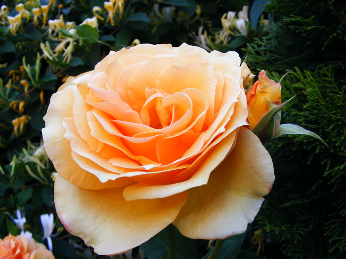 SOPHIA_RENAISSANCE_10_iunie_2010 045