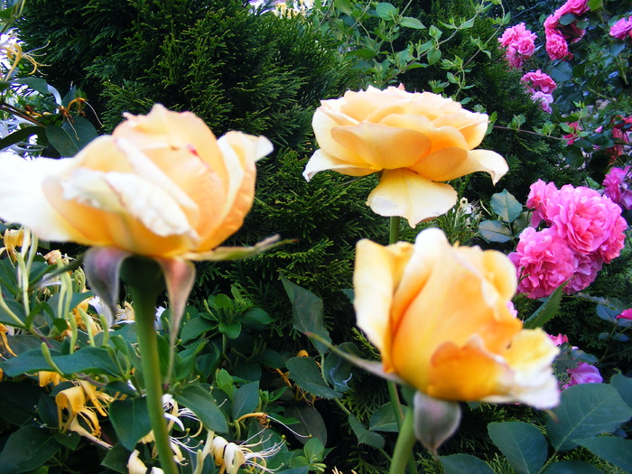 SOPHIA_RENAISSANCE_10_iunie_2010 046 - TRANDAFIRI 2010