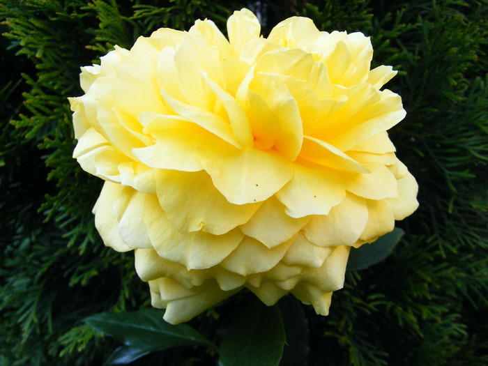 TOULOUSE_LAUTREC_10_iunie_2010 035