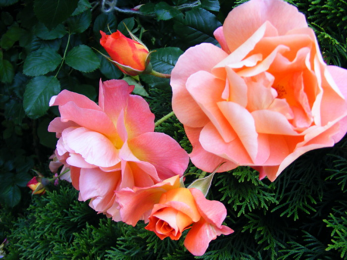 TR_PORTOCALIU_10_iunie_2010 036