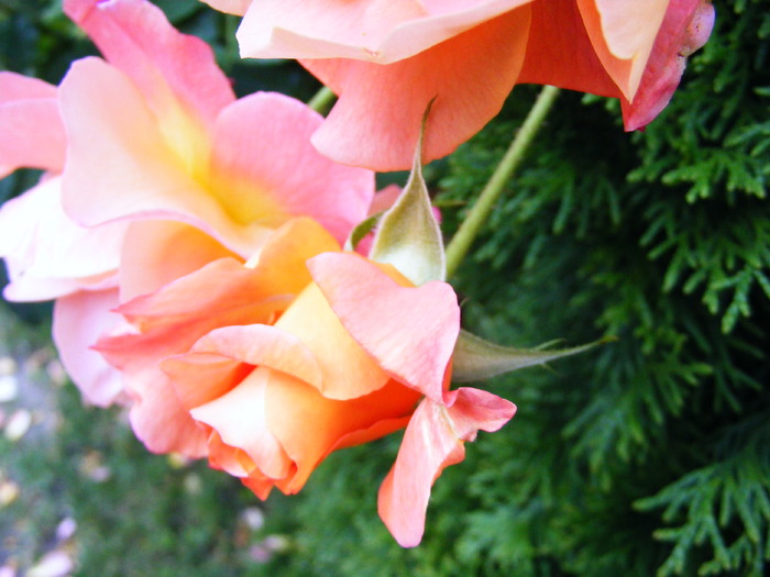 TR_PORTOCALIU_10_iunie_2010 037