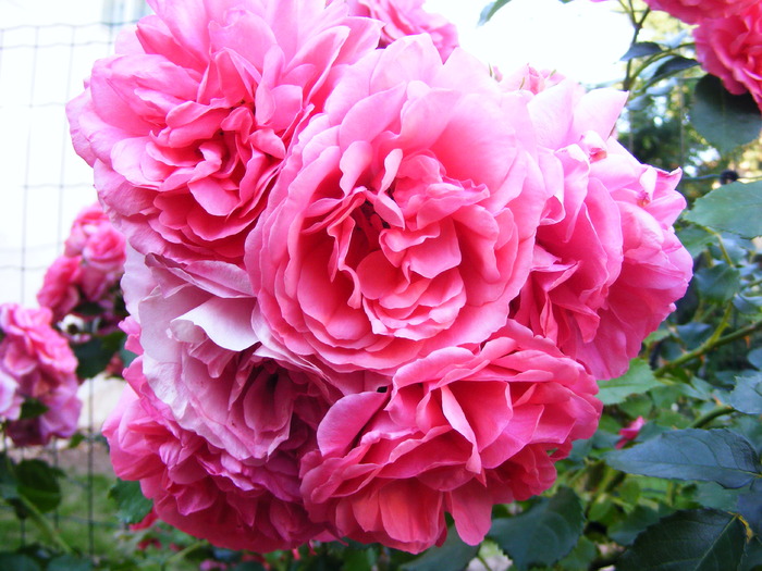 TR_ROZ10_iunie_2010 043