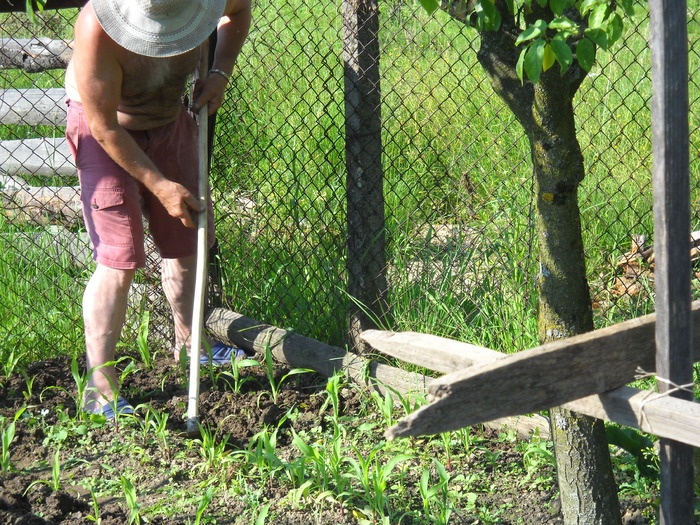 imi lucreaza plantatia - clubul bistritean si altele