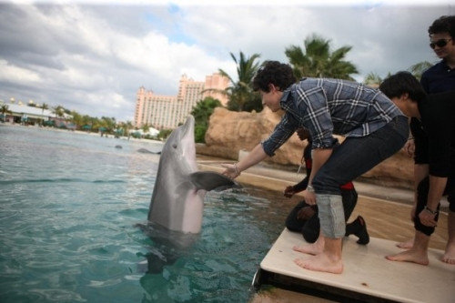 Cf mai nick, cunostinta cu delfinul?