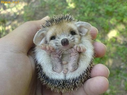 cute-hedgehog003_1239305361[1] - arici