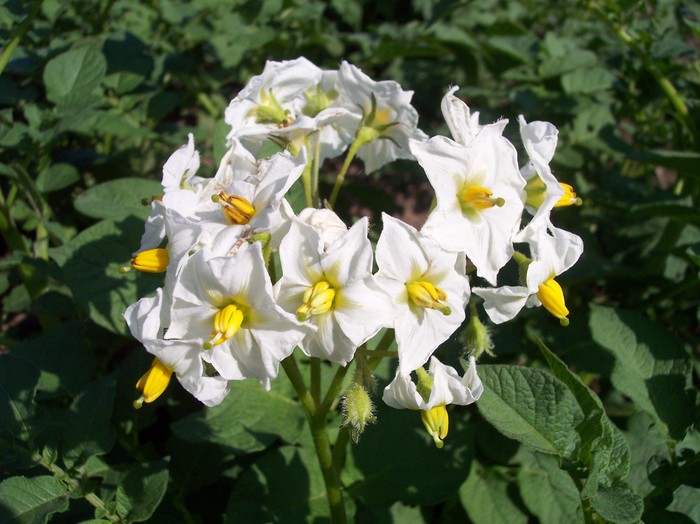 floare de cartof - 2010 -b-vara