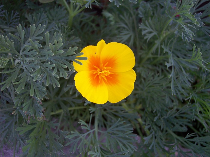 mac californian galben