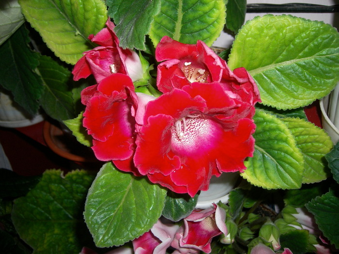 flori-10 002 - Flori 2010