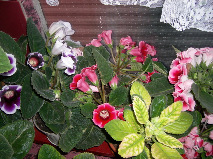 flori-10 011 - Flori 2010