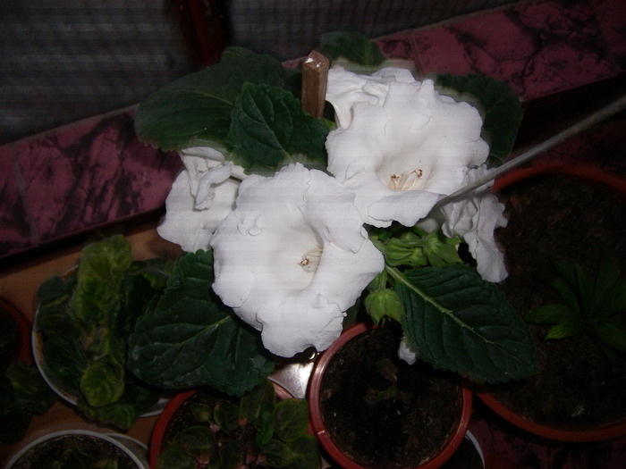 flori-10 012 - Flori 2010