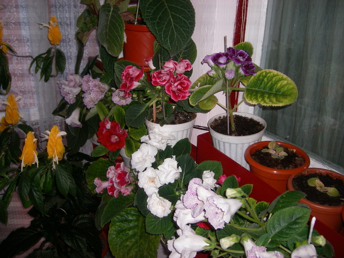flori-10 015 - Flori 2010