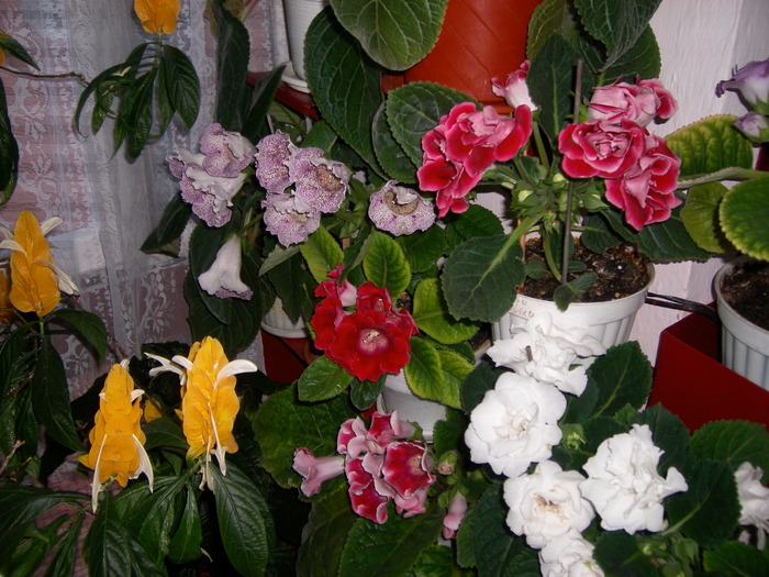 flori-10 017 - Flori 2010