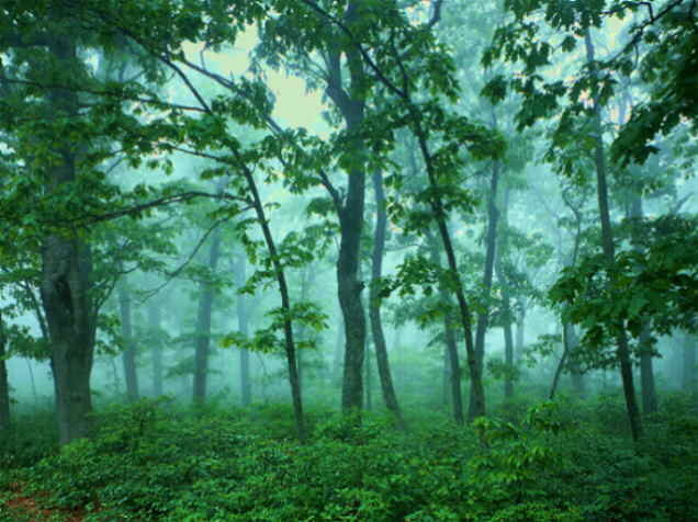 FOREST01 - Peisaje