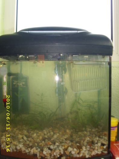 acvariu pentru pui,populat cu pui dela o gupita si o femela sifo cam 30 pui - primul acvariu