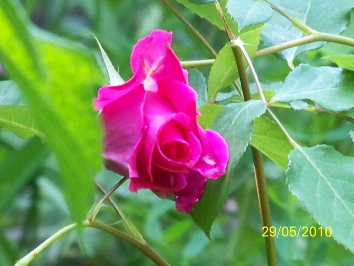 100_0357 - 27-31 Mai 2010