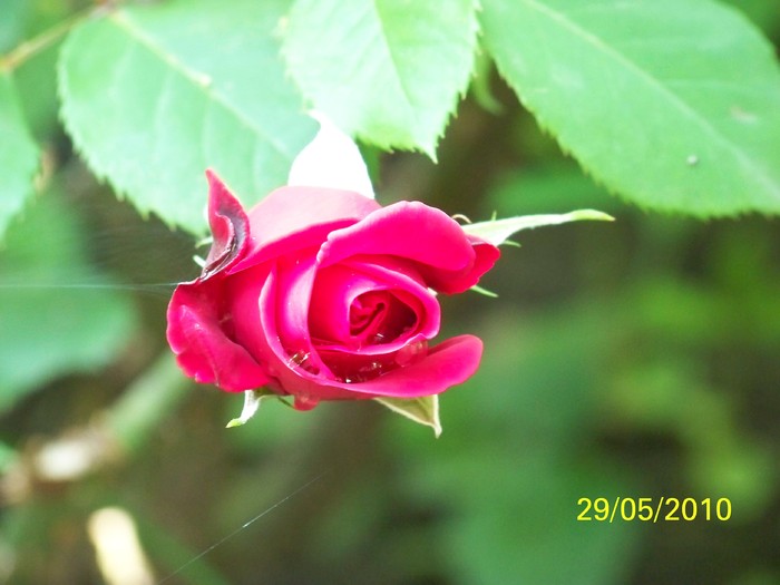 100_0359 - 27-31 Mai 2010