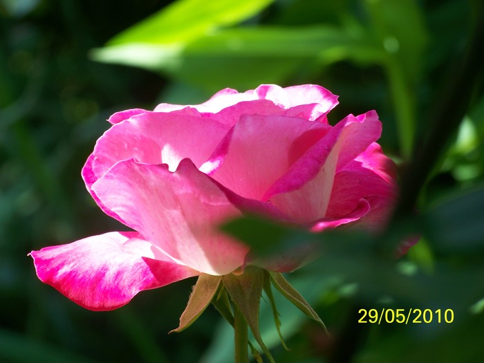 100_0365 - 27-31 Mai 2010