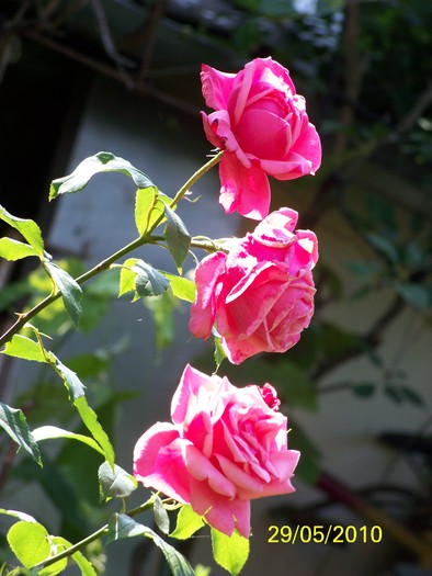 100_0366 - 27-31 Mai 2010