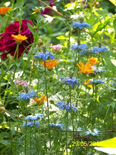 100_0368 - 27-31 Mai 2010