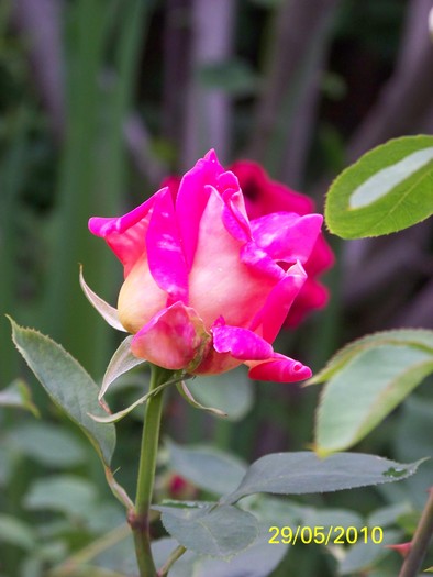 100_0383 - 27-31 Mai 2010