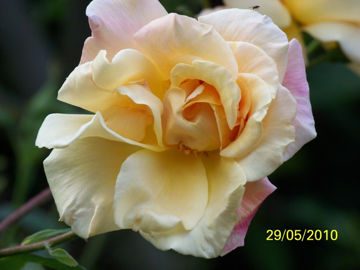 100_0398 - 27-31 Mai 2010