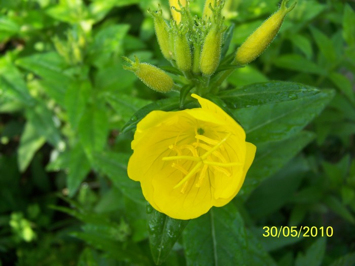 100_0531 - 27-31 Mai 2010