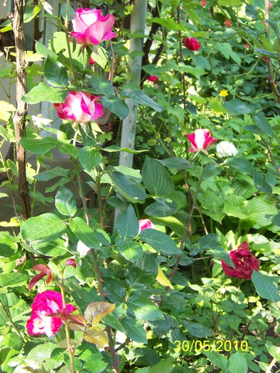 100_0541 - 27-31 Mai 2010