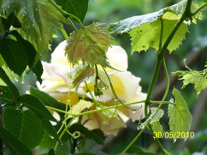 100_0556 - 27-31 Mai 2010