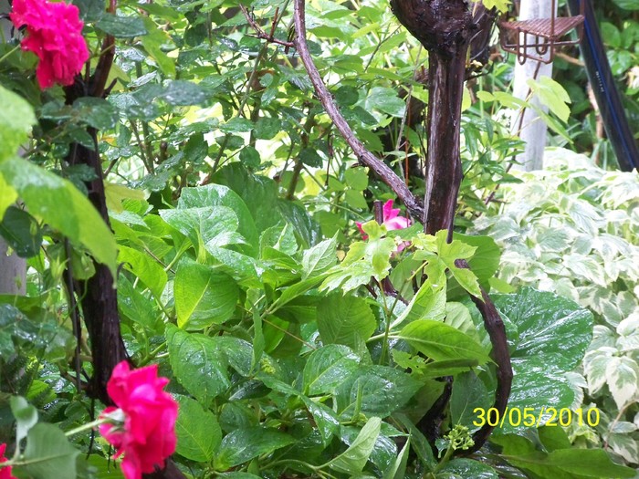 100_0559 - 27-31 Mai 2010