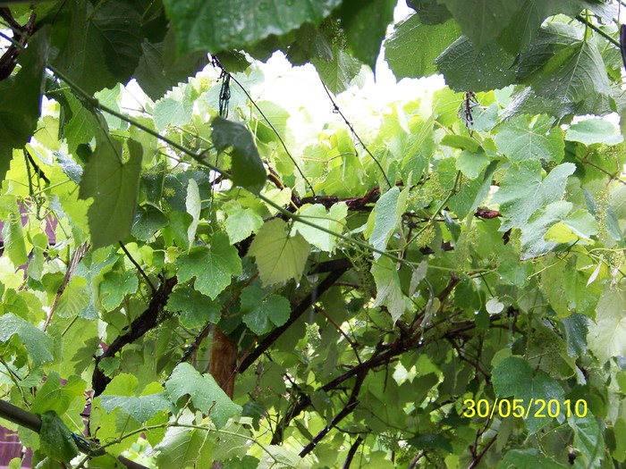 100_0561 - 27-31 Mai 2010