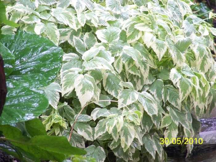 100_0569 - 27-31 Mai 2010