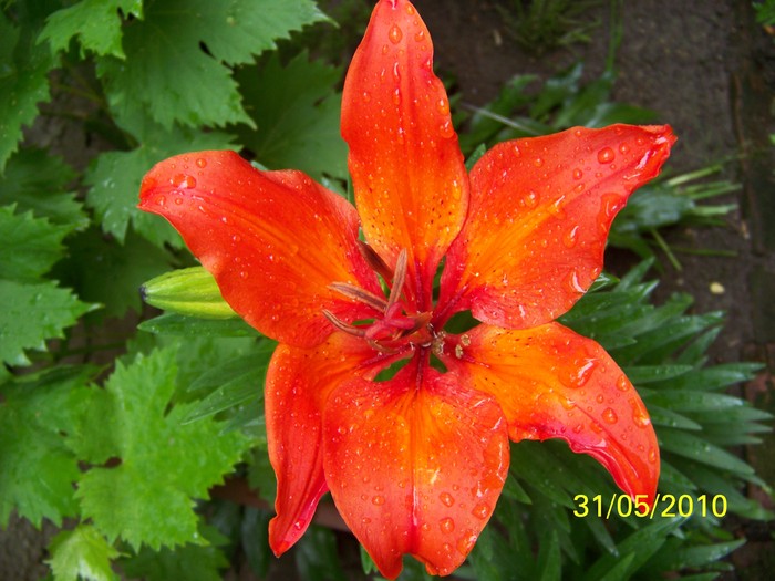 100_0622 - 27-31 Mai 2010