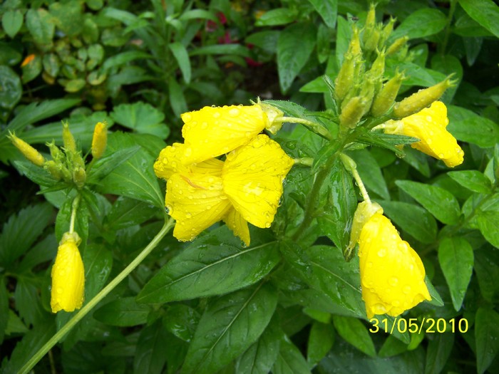 100_0659 - 27-31 Mai 2010