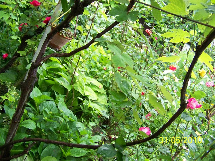 100_0696 - 27-31 Mai 2010