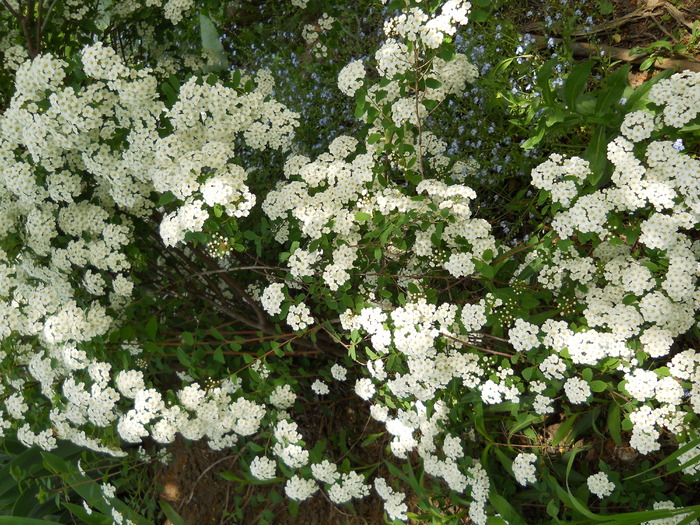 spiraea