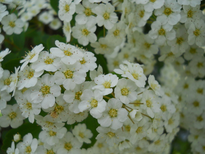 spiraea - 3  Flori primavara 2010