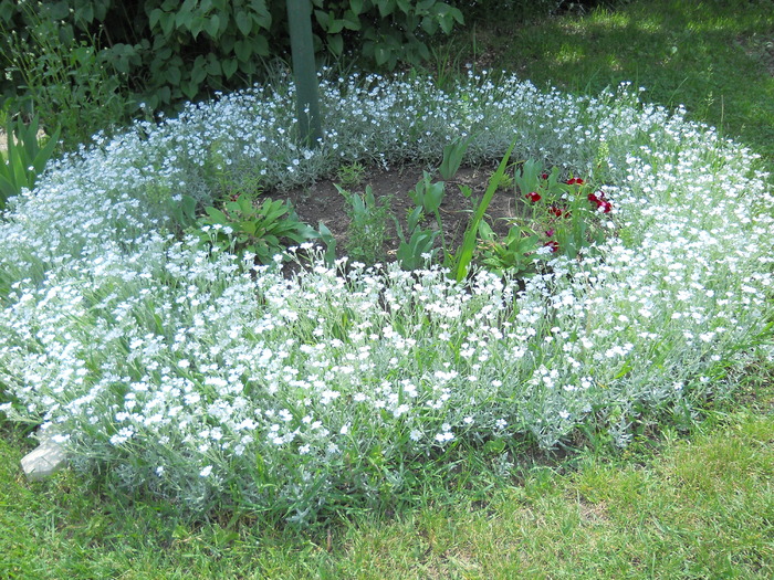 cerastium tomentosum