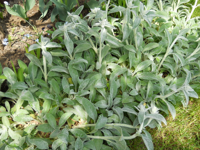 stachys byzantina