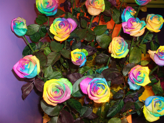 Rainbow-roses6 - Trandafiri In Culoarea Curcubeului