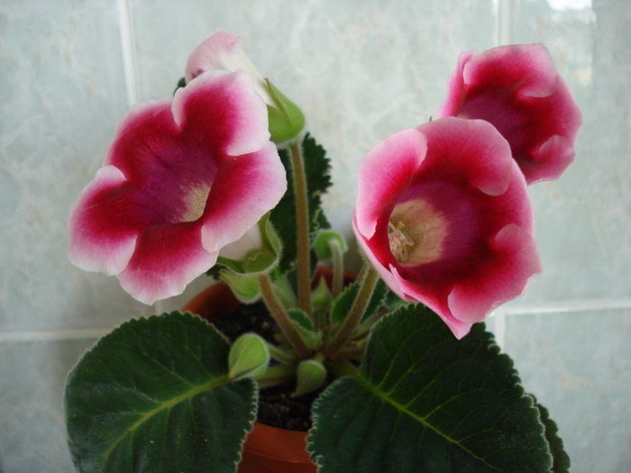 DSC06961 - GLOXINIA  2010