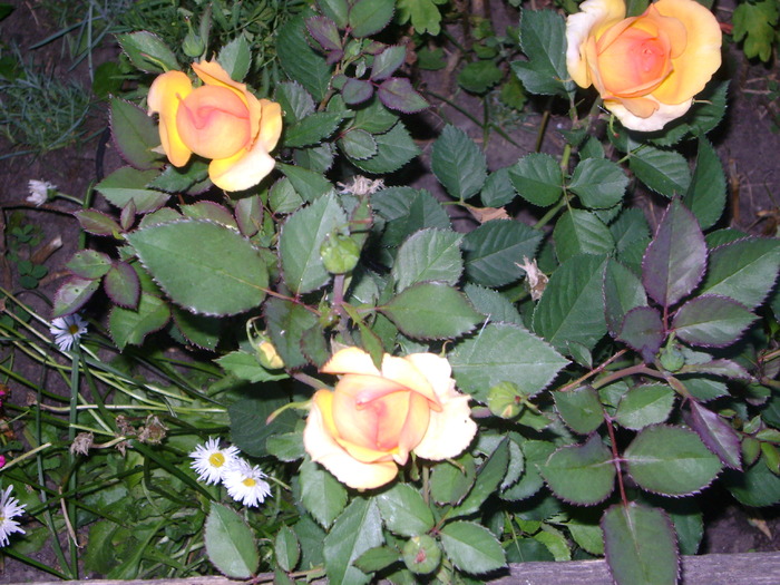 DSC02711 - trandafiri 2010-rozsak