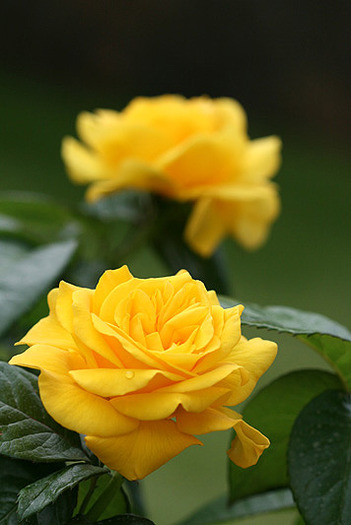 Golden delight - garden 2010