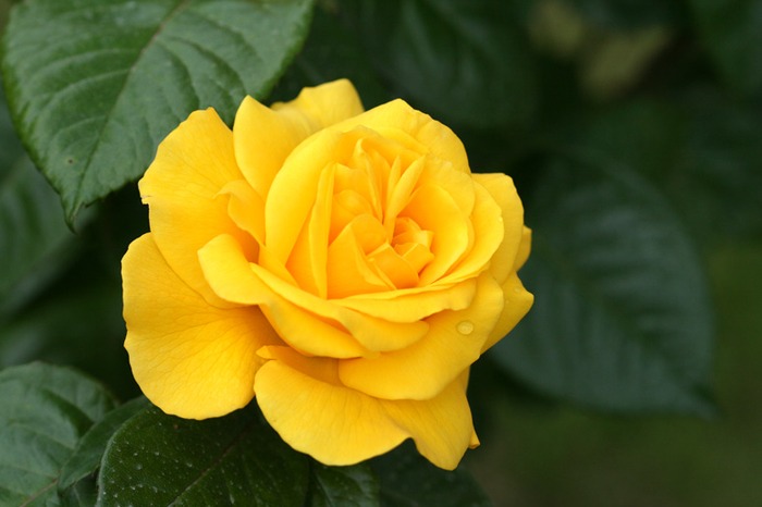 Golden delight - garden 2010