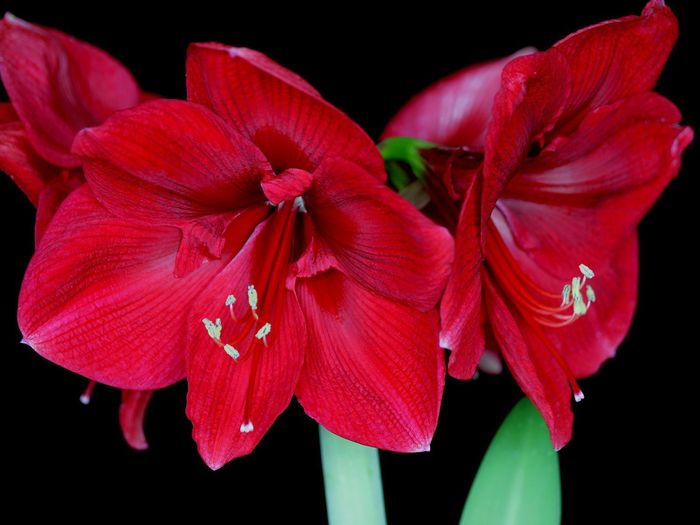 Flori Desktop Wallpapers Poze cu Flori Amaryllis Blossoms - poze cu flori